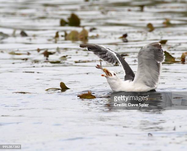 great black-backed gull swallowing a fish - great black backed gull stock-fotos und bilder
