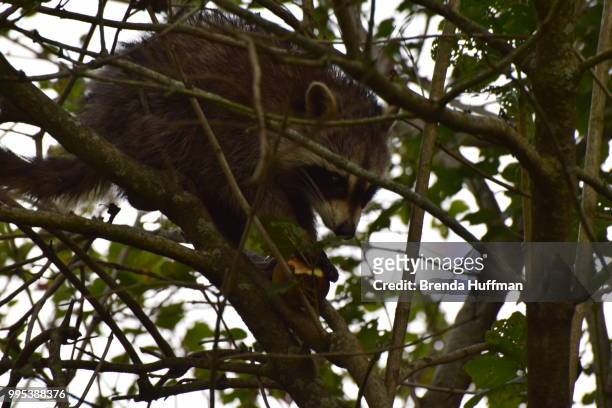 raccoon eating an apple - branda stock pictures, royalty-free photos & images