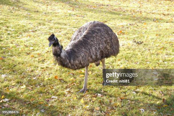 emu - zoologischer garten - 08.11.2015 - garten fotografías e imágenes de stock