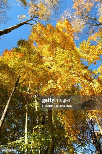 stiam come d'autunno sugli alberi le foglie - autunno stock-fotos und bilder