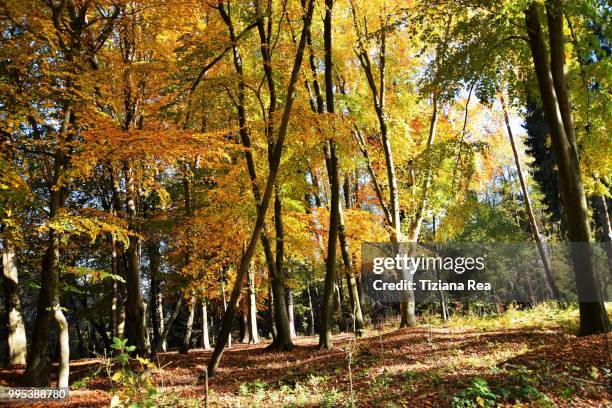 the autumn colors - colori d'autunno - colori bildbanksfoton och bilder