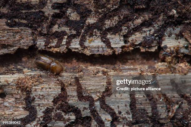 June 2018, Germany, Drei Annen Hohne: Bark beetles have eaten their way through the trunk of a spruce tree. Getting rid of the bark is intended to...