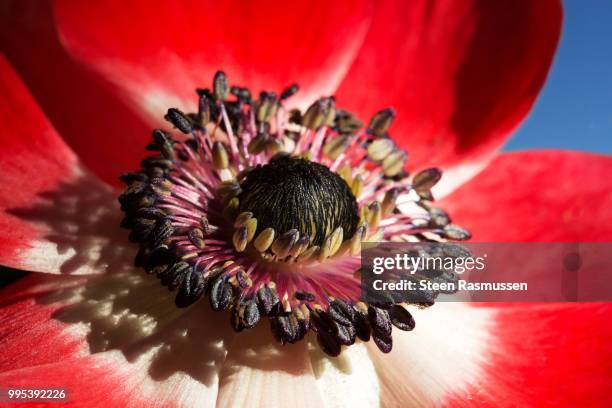 french anemone - steen stock-fotos und bilder