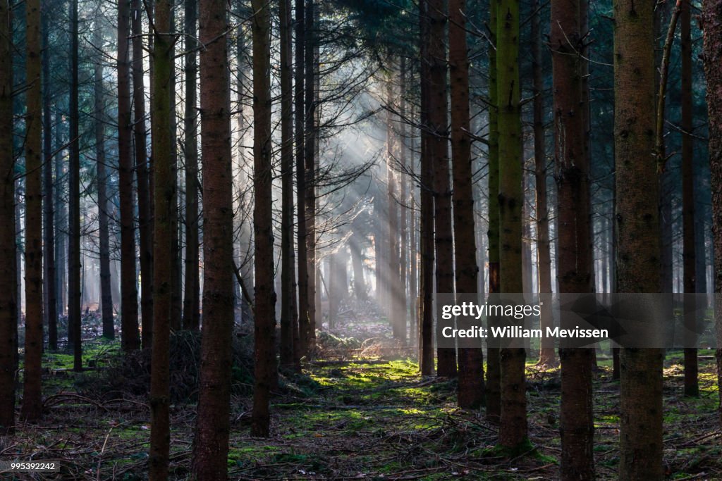 Light In The Dark Forest