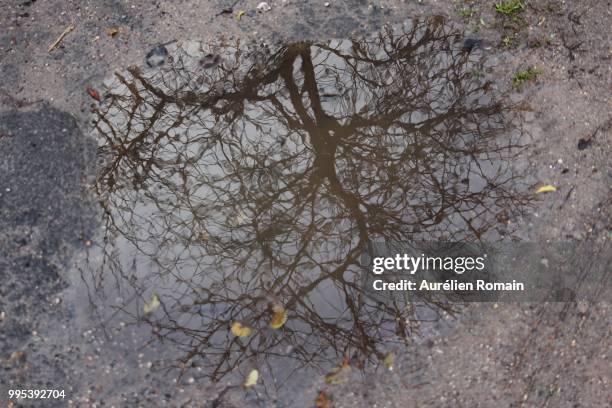 autumn relfection in puddle - relfection stock pictures, royalty-free photos & images