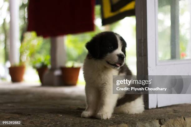 get me food, quick! - saint bernard puppy - fotografias e filmes do acervo