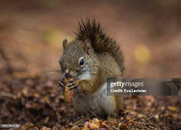 in the woods - american red squirrel stock pictures, royalty-free photos & images