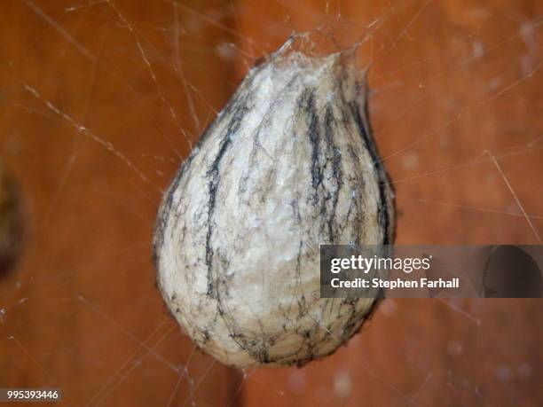 wasp spider egg sac - sac 個照片及圖片檔