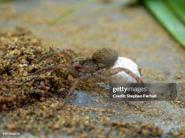 wolf spider with egg sac - sac stock pictures, royalty-free photos & images