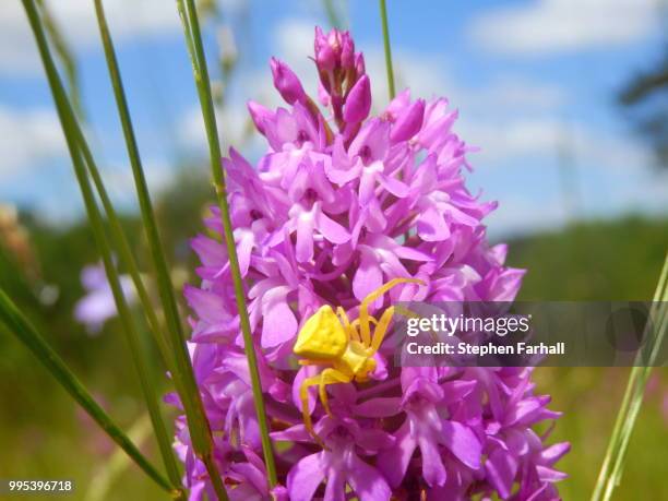 yellow crab spider (misumena vatia) - spider crab stock pictures, royalty-free photos & images