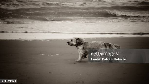 walking along the sea - kubacki stock pictures, royalty-free photos & images