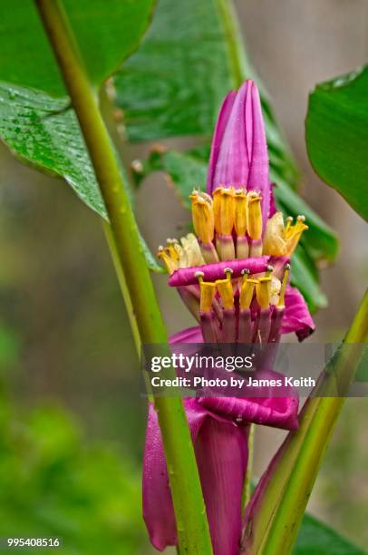 a banana plant develops its fruit from a process called shooting. - male flower stock pictures, royalty-free photos & images
