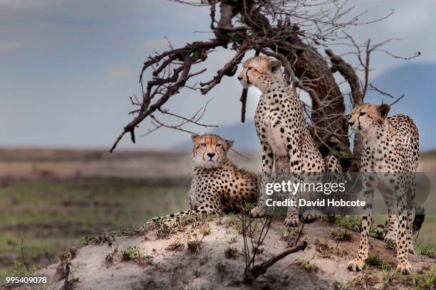 3,859 Two Cheetah Stock Photos, High-Res Pictures, and Images