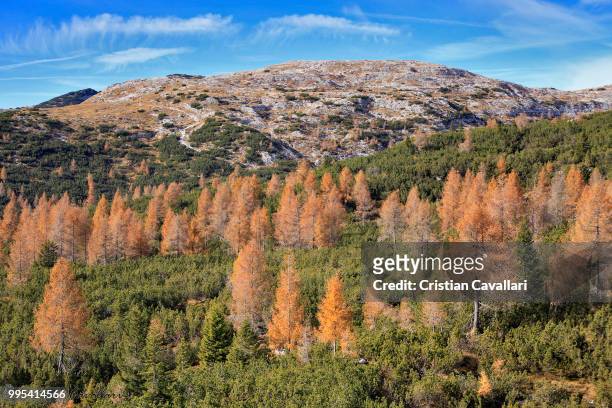 yellow larch - larch stock pictures, royalty-free photos & images