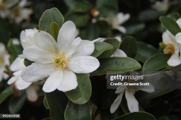 michelia yunnanensis. - michelia foto e immagini stock