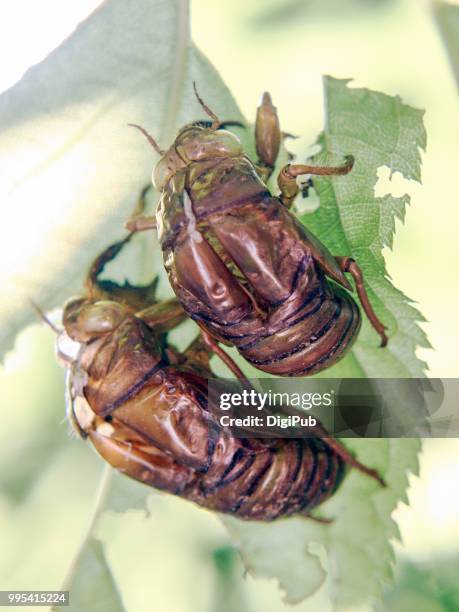 cicada slough - hémiptère photos et images de collection