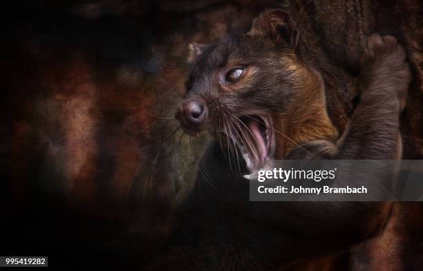 the fossa or the cryptoprocta feroxas - fossa stock pictures, royalty-free photos & images