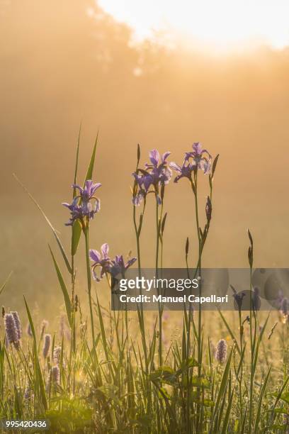 iris sibirica im warmen licht der aufgehenden sonne - licht 個照片及圖片檔
