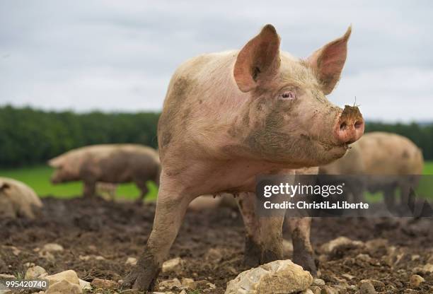 close-up van het varken - piggy stockfoto's en -beelden