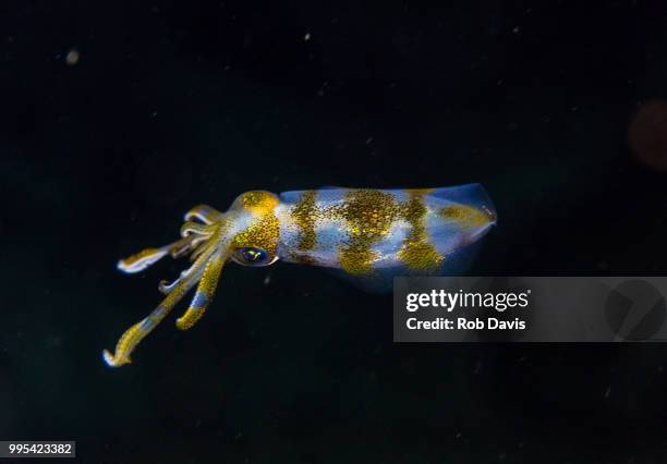 baby squid - northern pike ストックフォトと画像