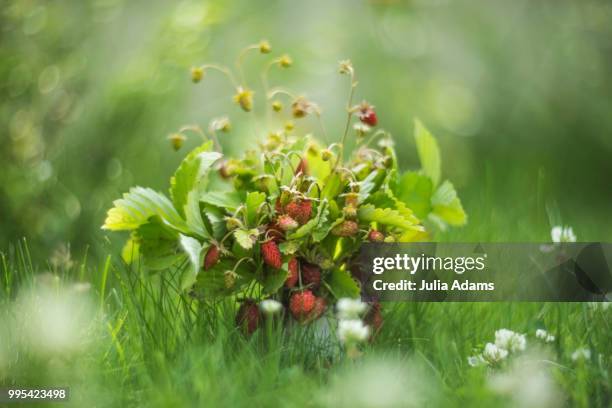 wild strawberry - julia adams stock pictures, royalty-free photos & images