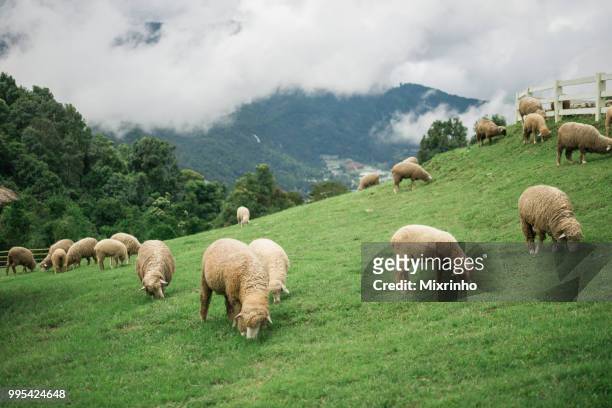 cute sheep in the high mountain in the north of thailand - grazing stock pictures, royalty-free photos & images