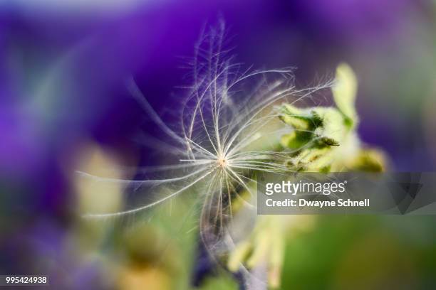 dead purple flower - schnell stock pictures, royalty-free photos & images