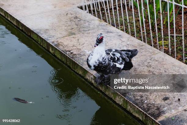 canard, vous avez dit canard? - canard stock pictures, royalty-free photos & images