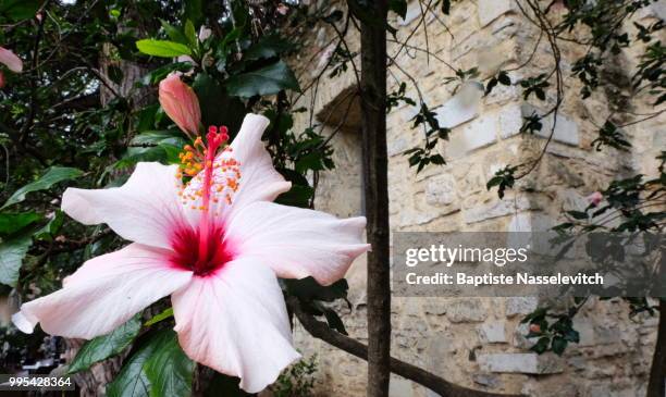 une fleur dans la cour du chateau maure, lisbonne - lisbonne fotografías e imágenes de stock