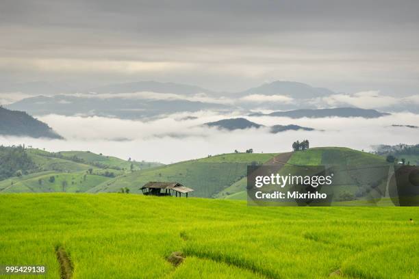 pure green rice terrace in the rainy season at the north of thailand - bauer pfeife stock-fotos und bilder