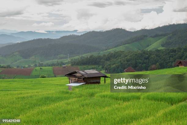 pure green rice terrace in the rainy season at the north of thailand - pfeife natur stock-fotos und bilder