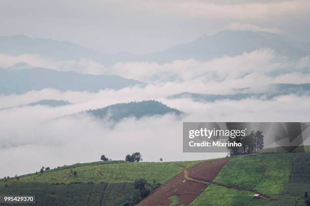 pure green rice terrace in the rainy season at the north of thailand - pfeife natur stock-fotos und bilder