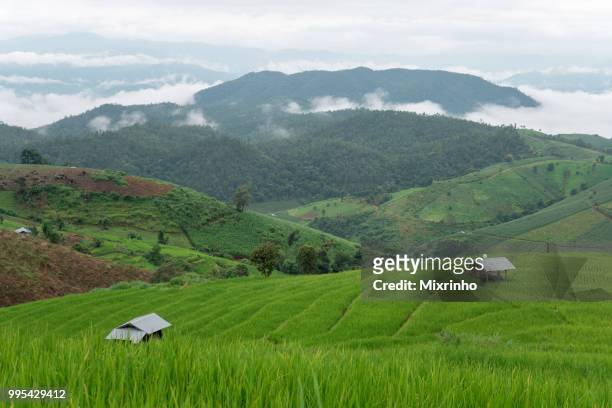 pure green rice terrace in the rainy season at the north of thailand from the aerial - pfeife natur stock-fotos und bilder