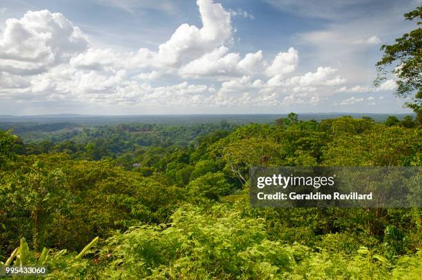 foret guyanaise - amazonie - foret stock pictures, royalty-free photos & images