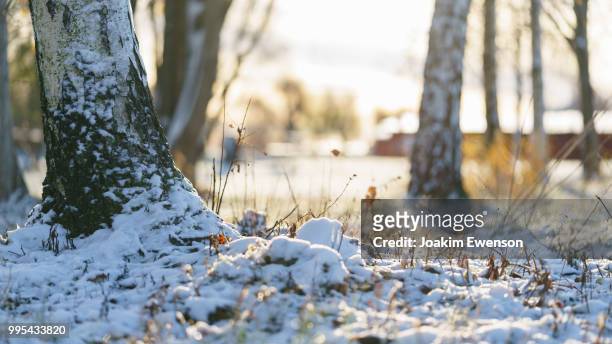 first snow - karlstad imagens e fotografias de stock