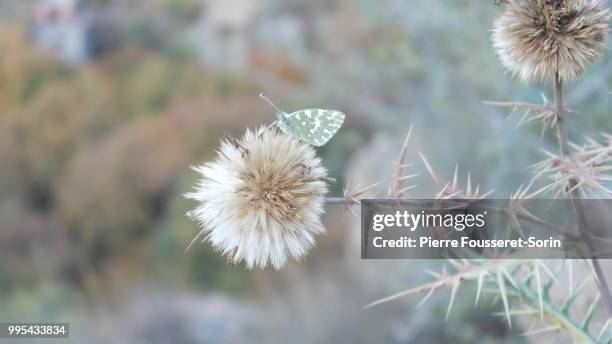 papillon sur un chardon - papillon stock pictures, royalty-free photos & images