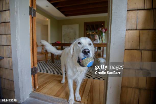 portrait of dog with tennis ball - im mund tragen stock-fotos und bilder