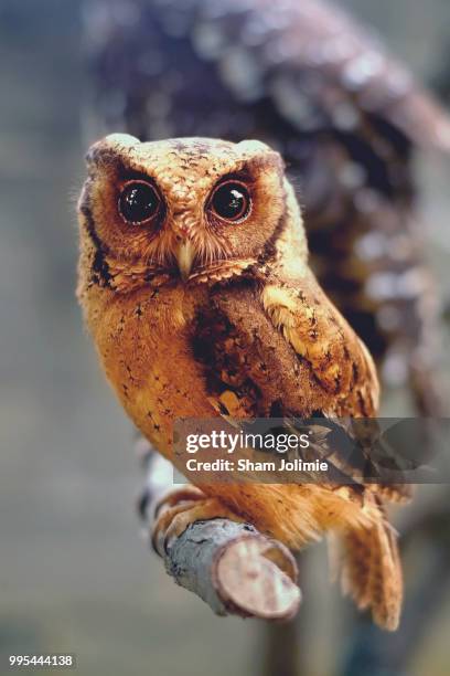 wild at heart - wild at heart stock pictures, royalty-free photos & images