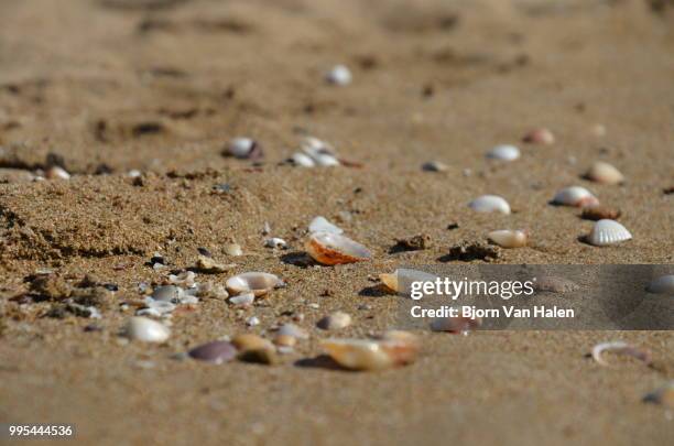 the seashells - halten stock pictures, royalty-free photos & images