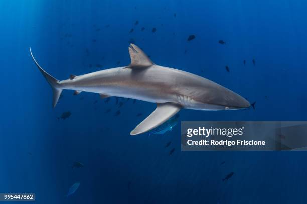 silky shark in blue water, revillagigedo, tamaulipas, mexico - revillagigedo stock pictures, royalty-free photos & images