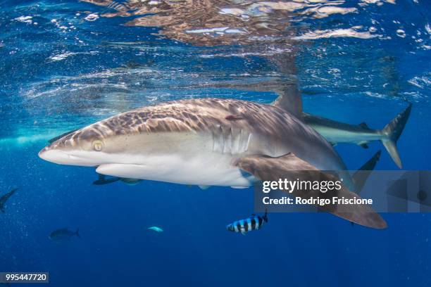 silky shark in blue water, revillagigedo, tamaulipas, mexico - revillagigedo stock pictures, royalty-free photos & images