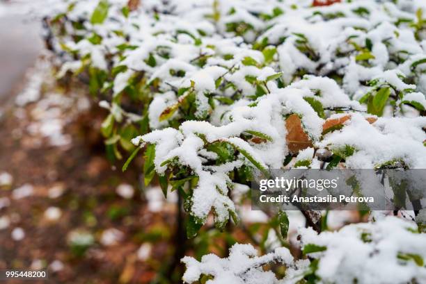 first snow - anastasiia petrova stockfoto's en -beelden