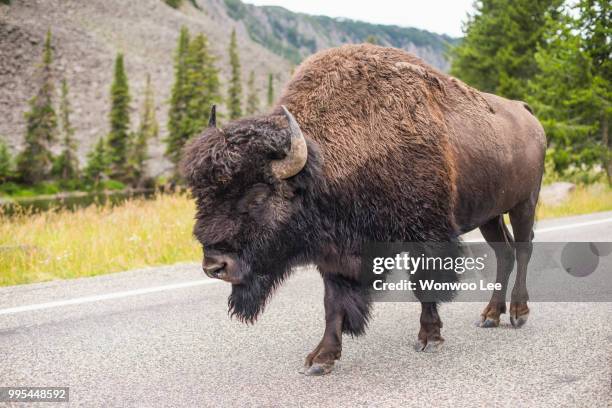 bison walking on road, yellowstone national park, wyoming, usa - bisonte americano fotografías e imágenes de stock