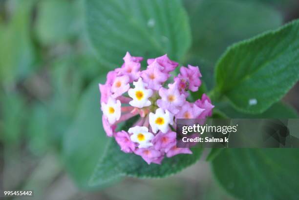 weeds with beauty - salmao stock pictures, royalty-free photos & images