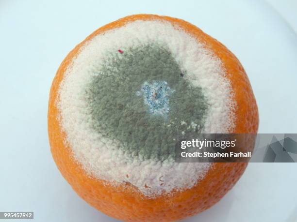 Soft Orange Tree Rotten 316 Rotten Oranges Stock Photos, High-Res Pictures, and Images - Getty ...
