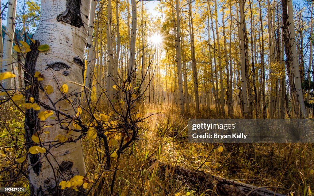 Aspen Glow