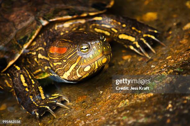 red-eared slider turtle - painted turtle stock pictures, royalty-free photos & images
