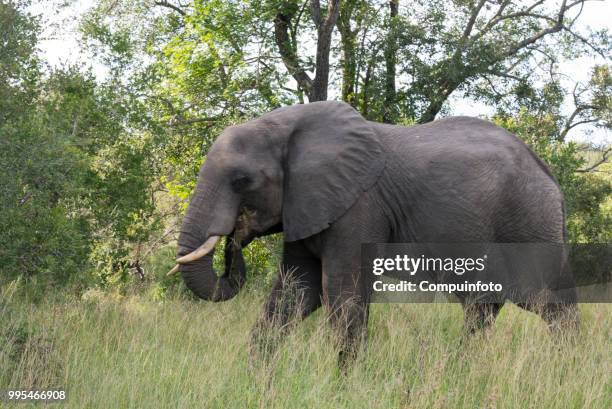 elephant in kruger national parc south africa - parc national stock-fotos und bilder