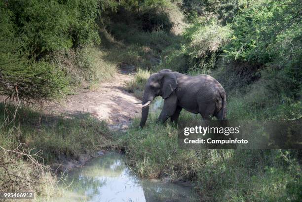 elephant in kruger national parc south africa - parc national bildbanksfoton och bilder