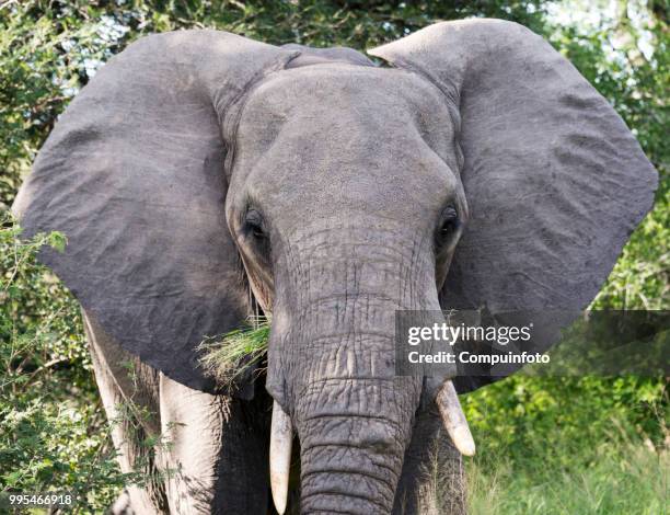 elephant in kruger national parc south africa - parc national stock-fotos und bilder